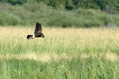 DSC_2437.jpg