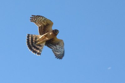 DSC_2575.jpg