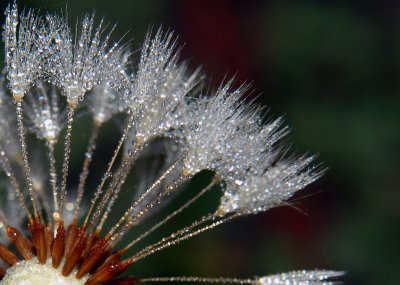 Dew Droplets on a dandelion