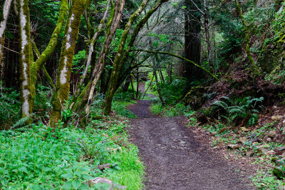 Trail after the rain