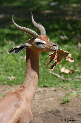 This is one tasty leaf!