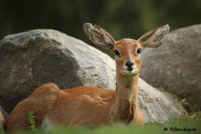 ears!