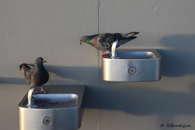 Pigeons on drinking fountain