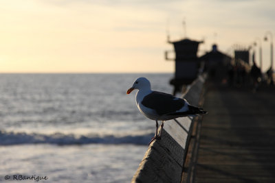 Imperial Beach seagull