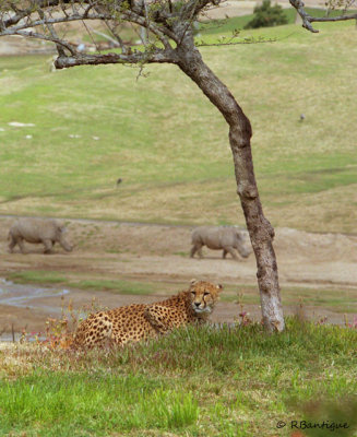 cheetah resting under tree
