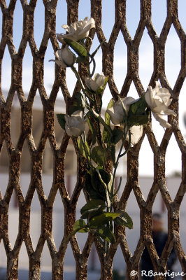 roses on international border fence