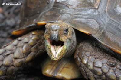 yawning tortoise