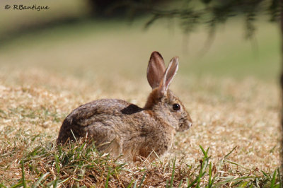 bunny wabbit!
