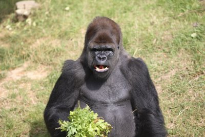 Jersey Zoo