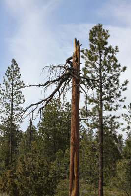Lightning Tree