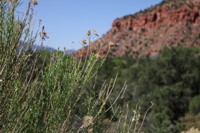 IMG_9650.jpg