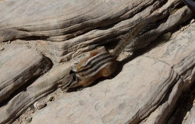 Ground Squirrel