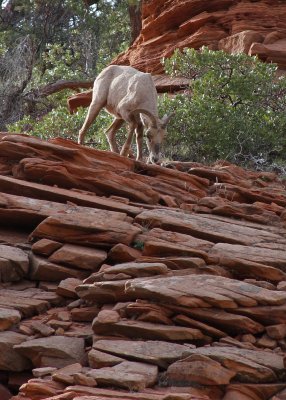 Big Horn Sheep