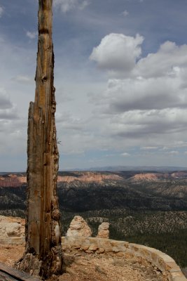 Dead Tree at Rainbow Point