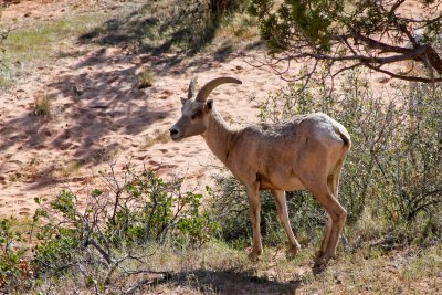 Big Horn Sheep 