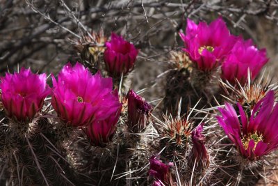 Prickly Pear in Bloom