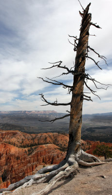 Tree on a Ledge