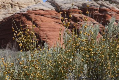Snow Canyon