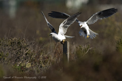 white_tailed_kite_with_prey