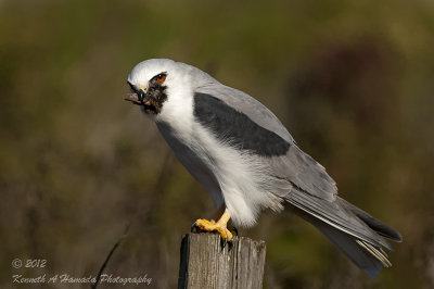 white-tailed_kite_feeding