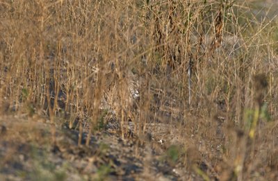 DSC_5032.jpg