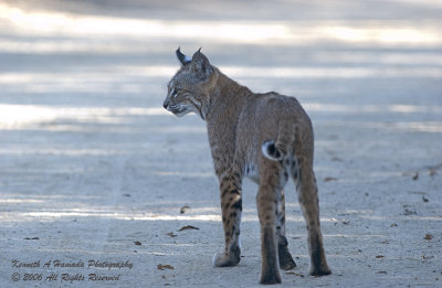 Bobcat 011.jpg