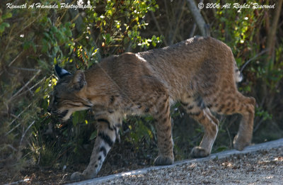 Bobcat 013.jpg