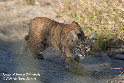 Bobcat 015.jpg