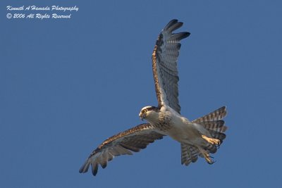 Osprey 045.jpg