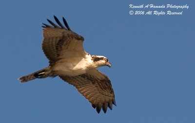 Osprey 046.jpg