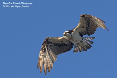 Osprey 048.jpg