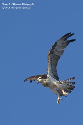 Osprey 049.jpg