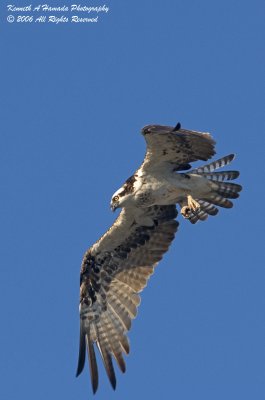 Osprey 050.jpg