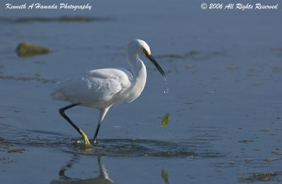 Snowy Egret 0054.jpg