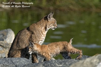 Bobcat 010.jpg