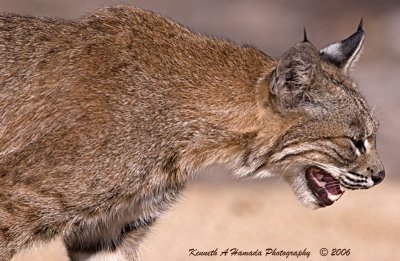 Bobcat 016.jpg