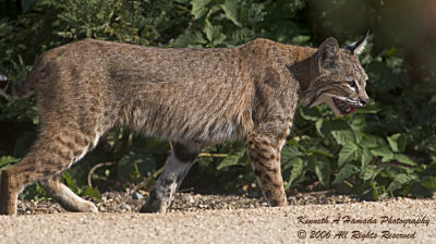 Bobcat 017.jpg