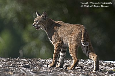 Bobcat 018.jpg