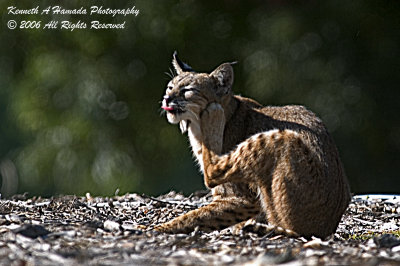 Bobcat 019.jpg