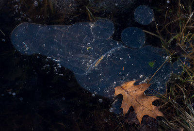 Leaf Under Ice