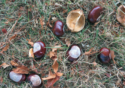 Chestnuts by the thousand at Jericho