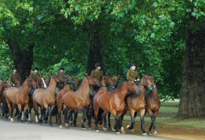 Three horses each