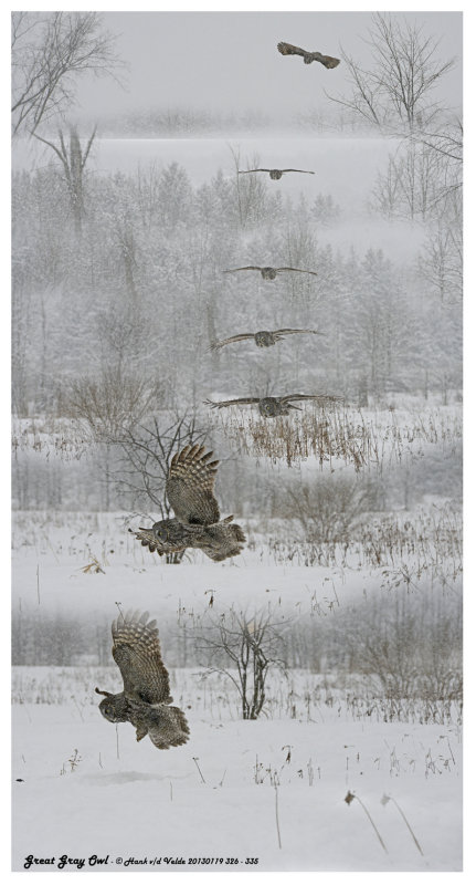 20130119 326 Great Gray Owl 326 - 335 copy 1r1.jpg
