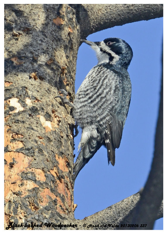 20130206 337 Black-backed Woodpeckerx.jpg