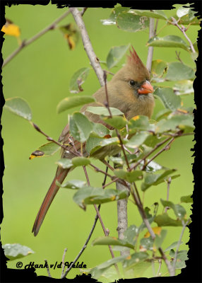 20121006 303 Northern Cardinal2.jpg