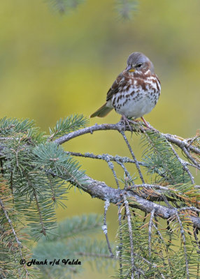 20121016 225 Fox Sparrow.jpg