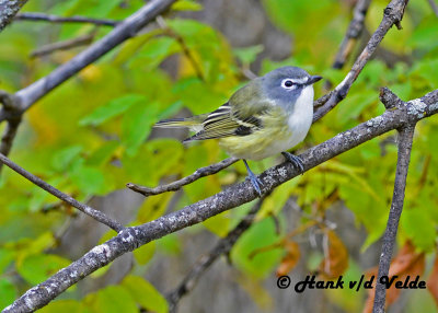 20121016 060 Blue-headed Vireo.jpg