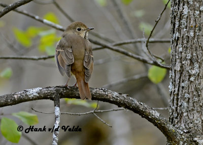 20121016 126 SERIES -  Hermit Thrush NX2.jpg