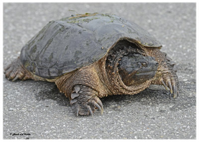 20121016 127 SERIES -  Snapping Turtle 1r1.jpg