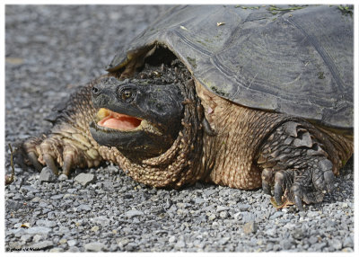 20121016 264 SERIES - Snapping Turtle.jpg